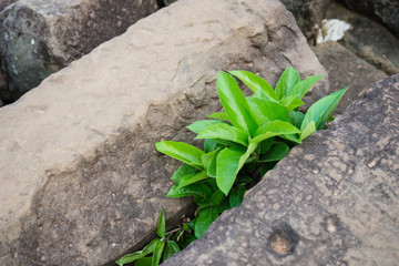 Green leaves grow in stone