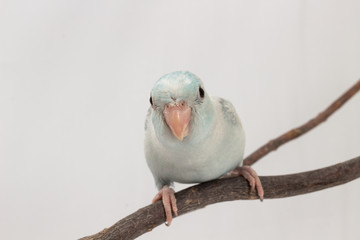 Pastel Blue Forpus Bird