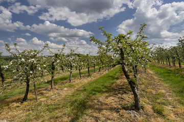 Fototapeta na wymiar White fruits blooming in the springtime in orchard