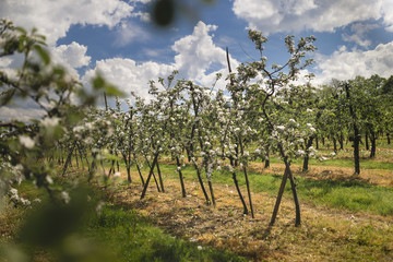 Fototapeta na wymiar White fruits blooming in the springtime in orchard