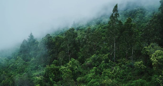Misty forest, aerial view flying through the clouds