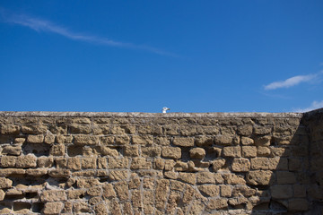 卵城とウミネコ-イタリア ナポリ-