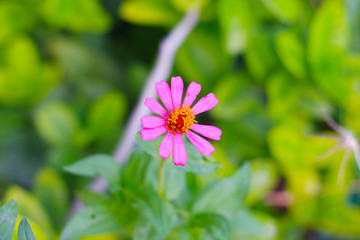This zinnia flowers more beautiful than flowers by fans who had