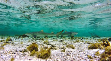 Fototapeta na wymiar Baby lemon sharks
