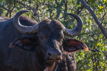 African Buffalo grazing through the trees at the Welgevonden Game Reserve in South Africa