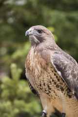 red-tailed hawk bird prey perch raptor