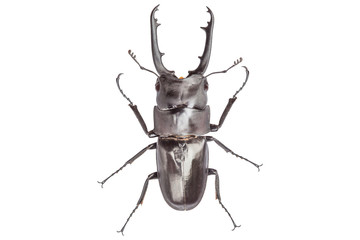  male stag-beetle isolated on white background