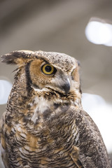 eagle owl raptor bird closeup