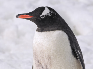 Obraz premium gentoo penguin of antarctica