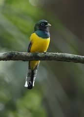 Male Black-throated Trogon Perched in a Panama Rainforest
