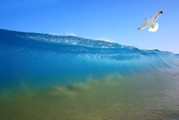 Fototapeta na wymiar Splash of water with seagull
