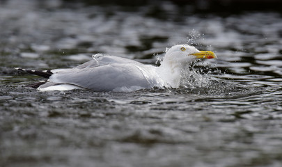 Herring Gull