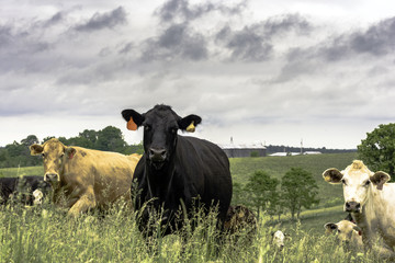 Cattle in tall grass in Kentucky