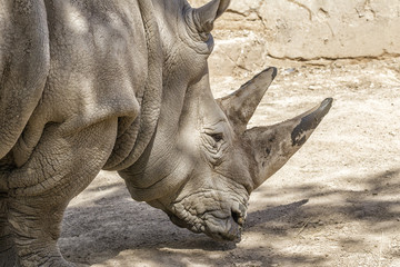Obraz premium rhino in the shade