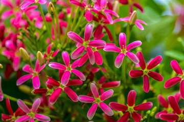 Rangoon creeper Blooming in the nature