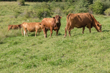 Naklejka na ściany i meble dairy cows in pasture