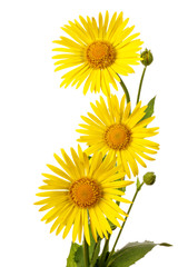 Three yellow flowers