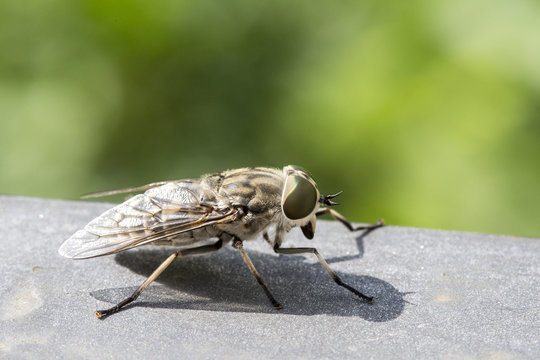 Closeup of a horsefly