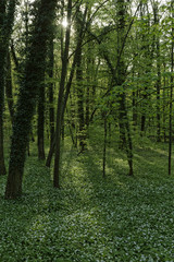 wild garlic in forest