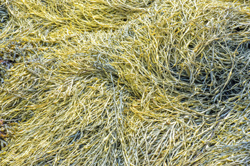 tide is out nova scotia