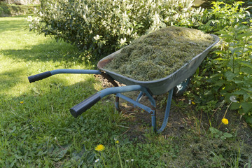 wheelbarrow with grass