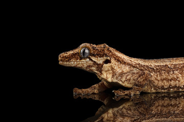 Closeup Gargoyle Gecko, Rhacodactylus auriculatus in profile, staring Isolated on black background. Native to New Caledonia