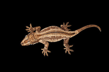 Top view of Gargoyle Gecko, Rhacodactylus auriculatus staring Isolated on black background. Native to New Caledonia