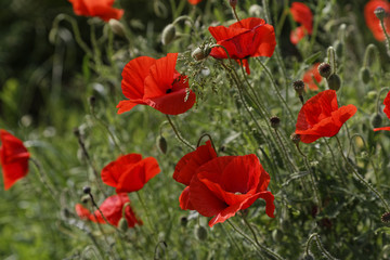 red poppy