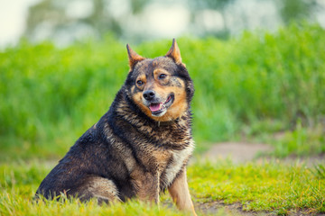 Portrait of dog walking on the meadow