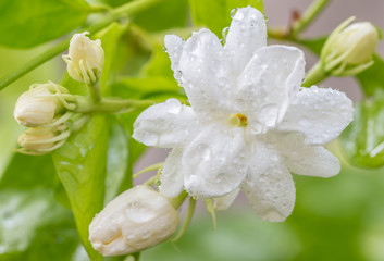 White flower, Jasmine (Jasminum sambac L.)