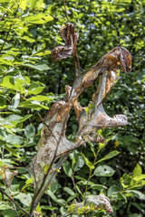 Caterpillar nest in tree branch