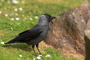 Western Jackdaw, Corvus monedula