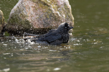 Western Jackdaw, Corvus monedula