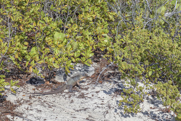 Obraz na płótnie Canvas Iguana in Bahamas