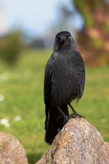 Western Jackdaw, Corvus monedula