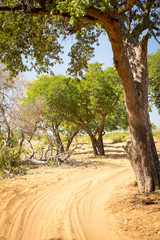 Chobe National Park Safari