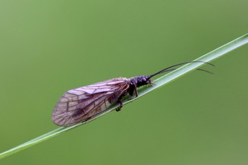 Alderfly resting on a reed