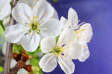 Apple tree flowers