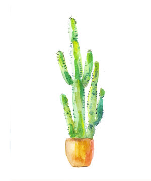 Cactus drawing. Sketch of cactus in a pot. Watercolor cactus dra