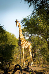 Fototapeta premium Giraffe