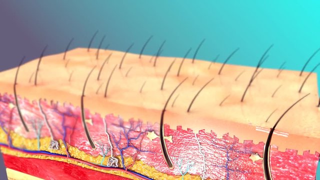 Skin Anatomy