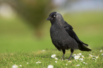 Western Jackdaw, Corvus monedula