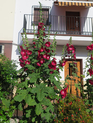 Deep red Hollyhock