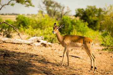 Impala