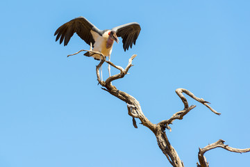 Marabou Stork