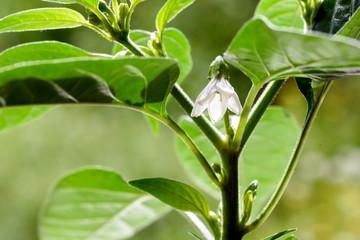 Krakatoa Chilli Flower