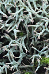 Cuo lichen (Cladonia uncialis), food for caribou and reindeer