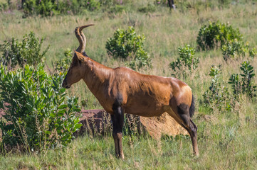 Red Hartebeest grazing in the Welgevonden Game Reserve in South Africa