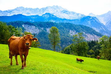 Fototapeta na wymiar cows on an alpine meadow