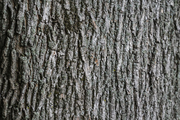Detail of tree bark texture for background